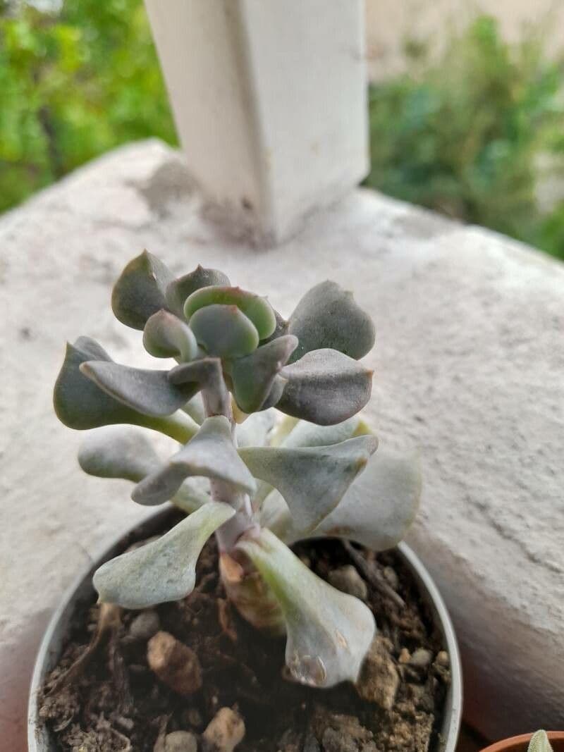 Echeveria runyonii