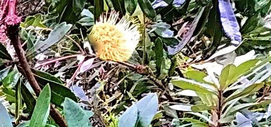 Banksia integrifolia