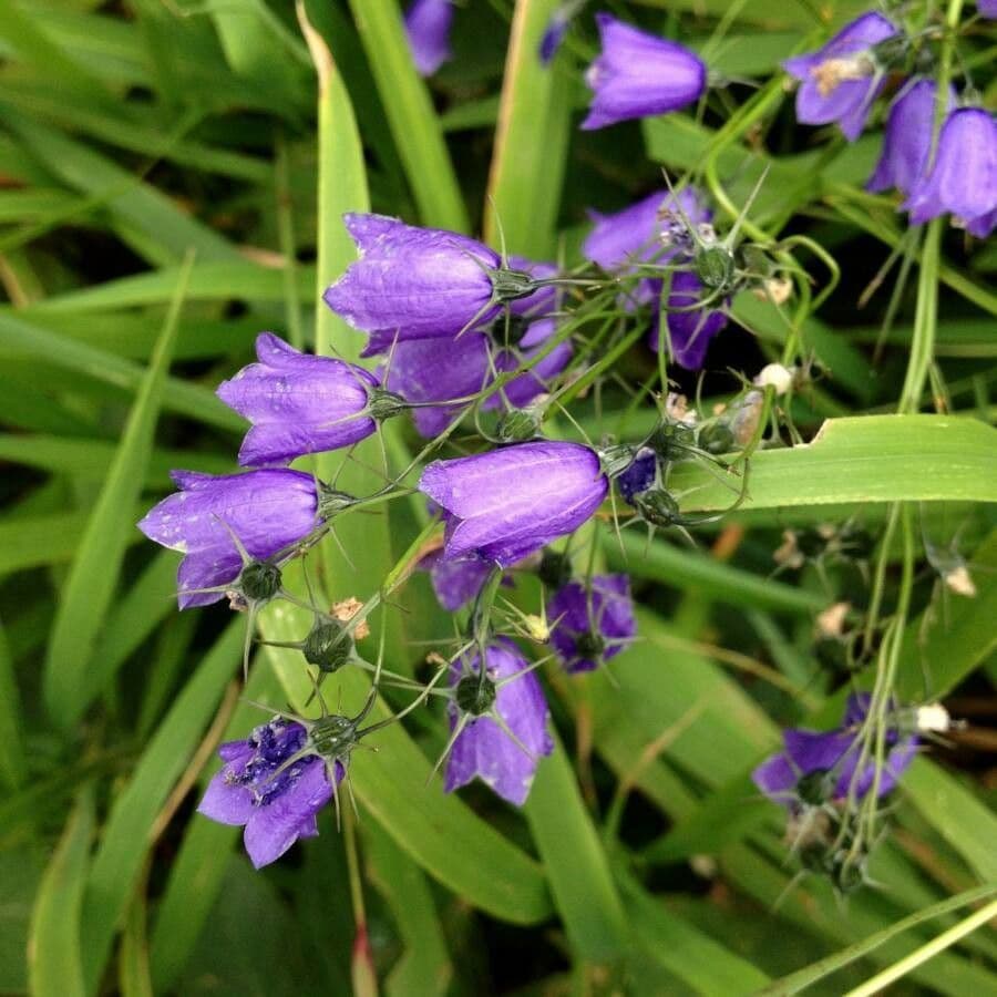 Campanula rhomboidalis