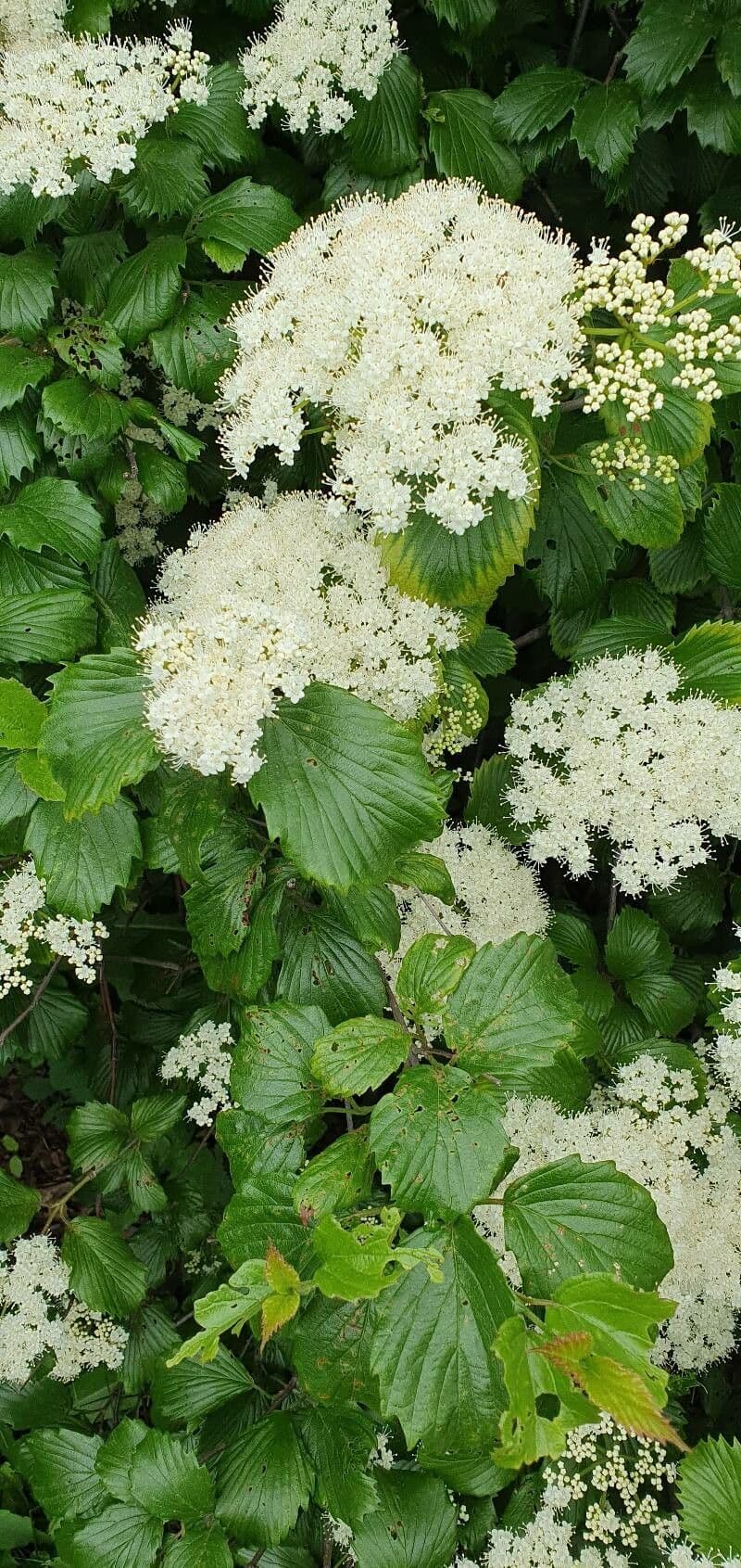 Viburnum dentatum