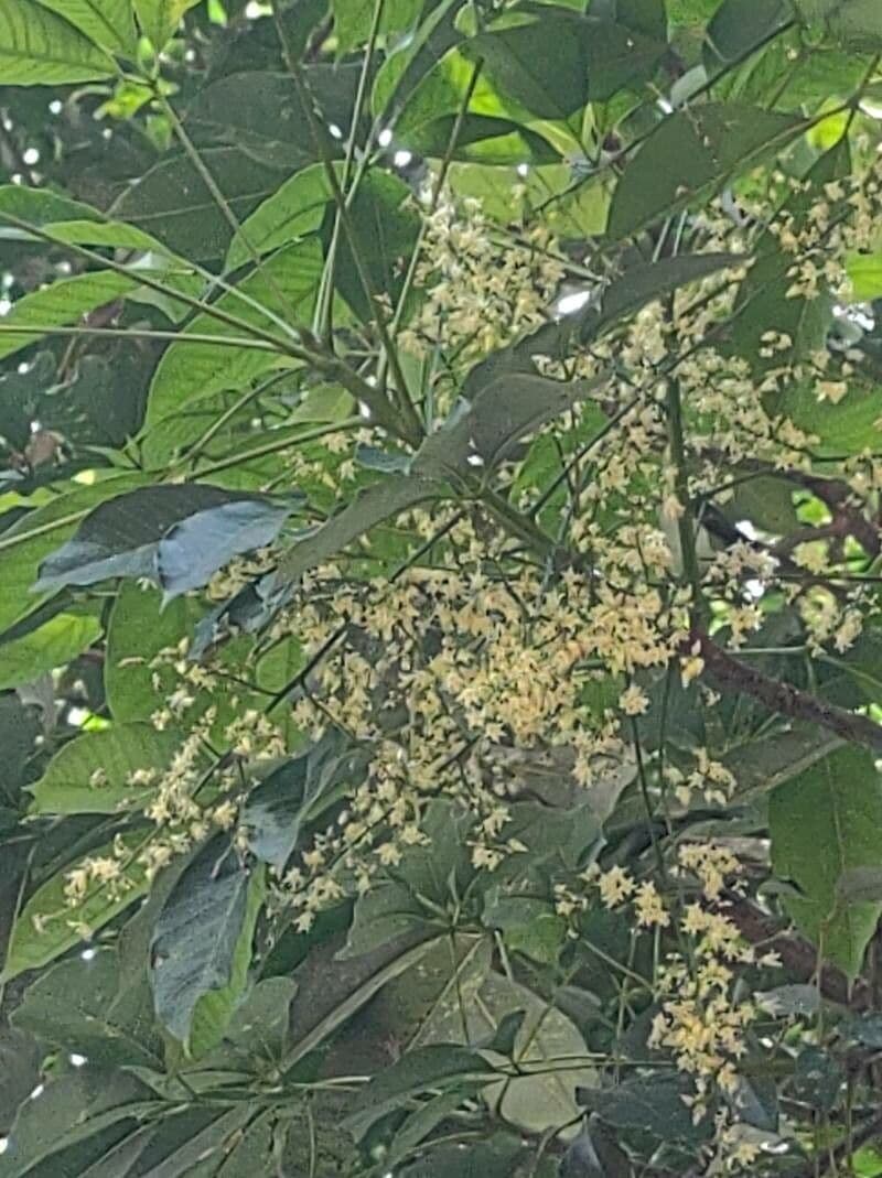 Hevea brasiliensis