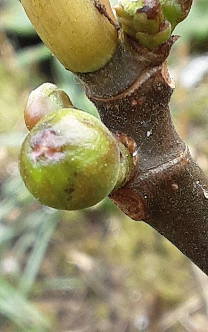 Ficus carica