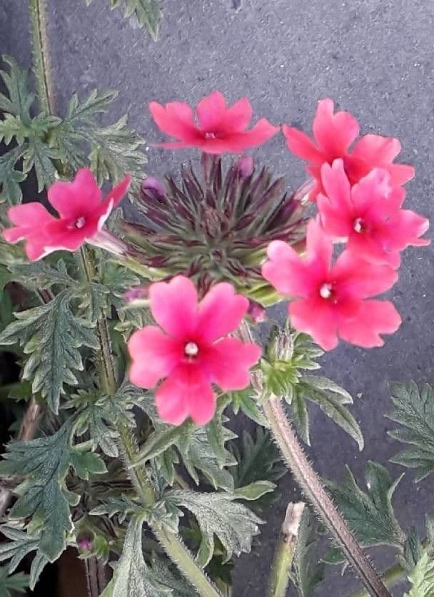 Verbena canadensis