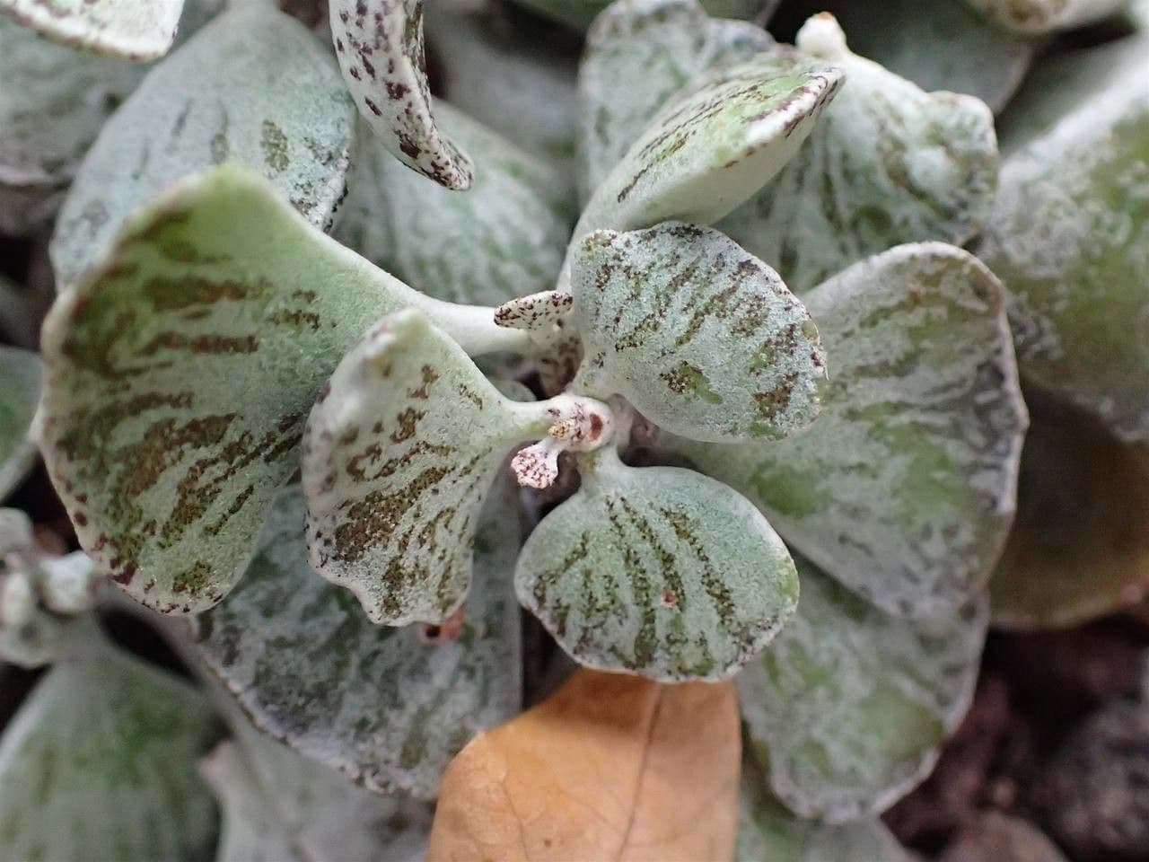 Kalanchoe rhombopilosa