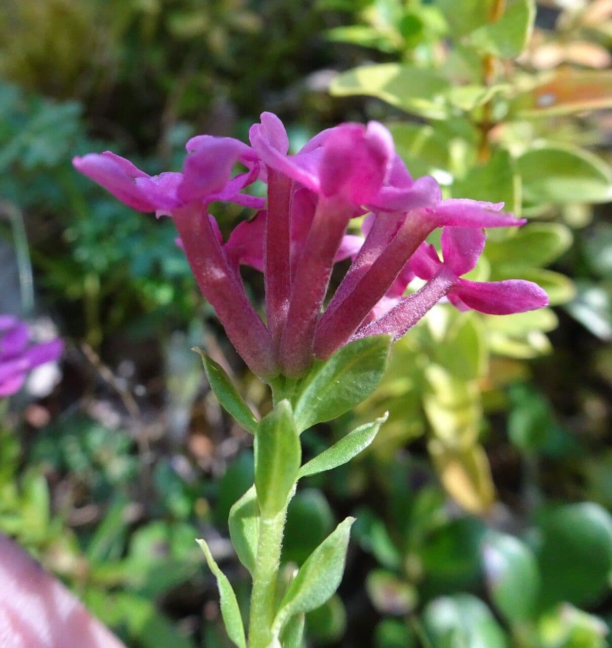 Daphne cneorum