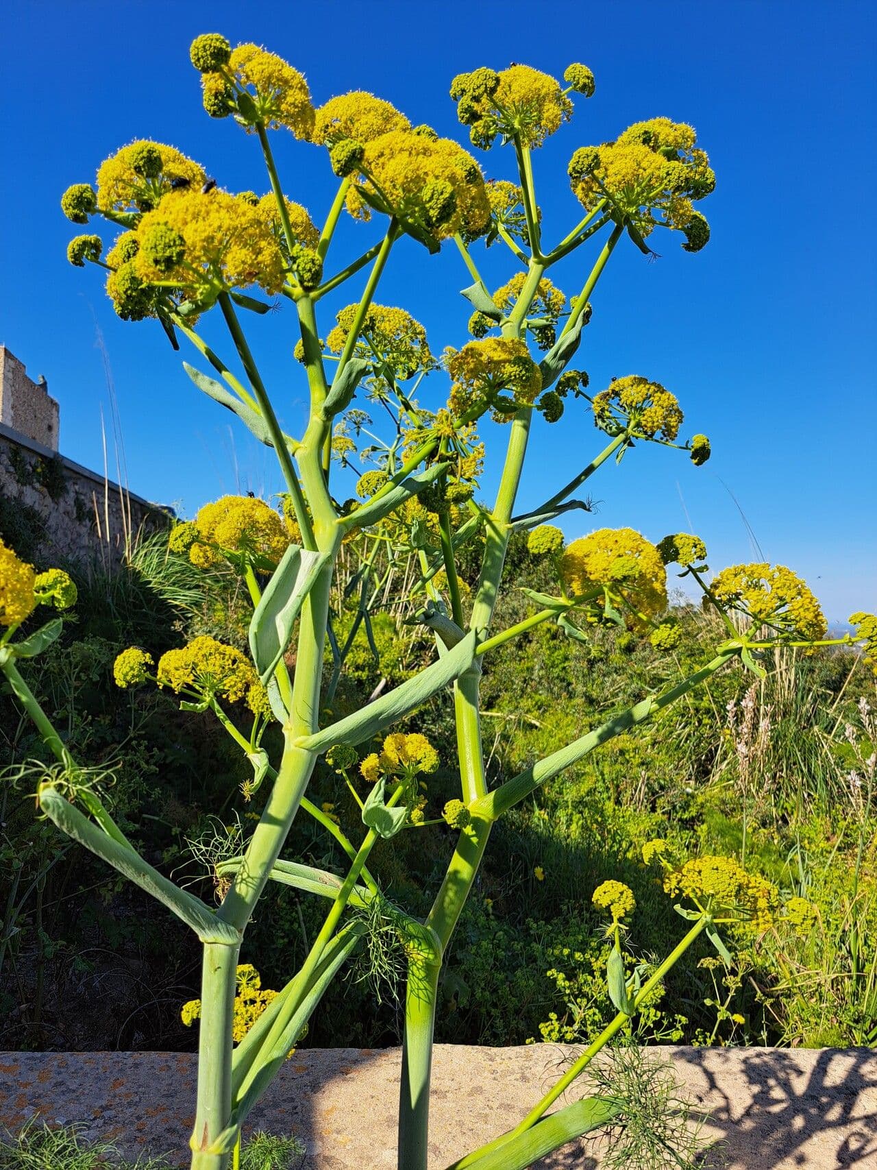 Ferula communis