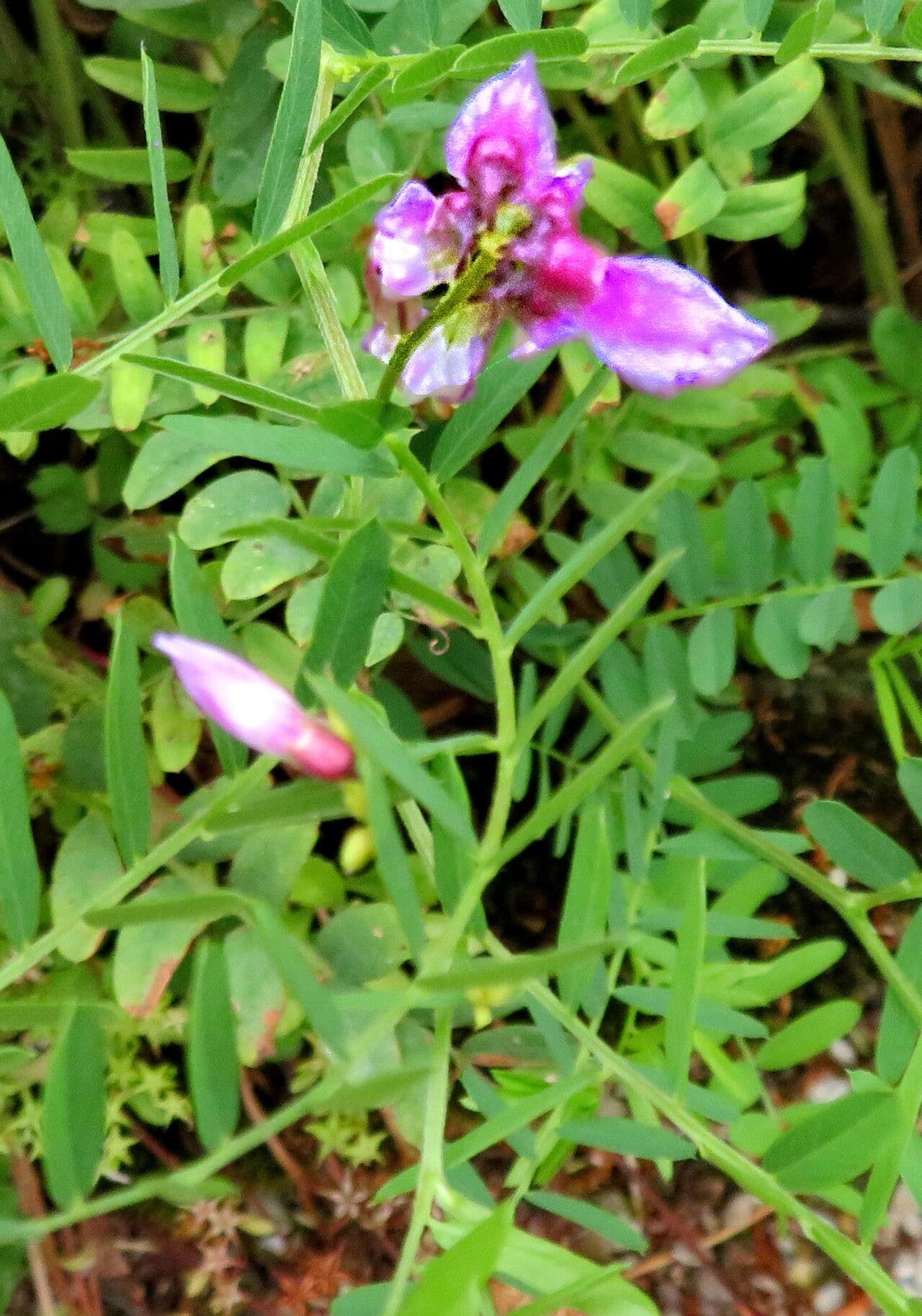 Vicia cassubica