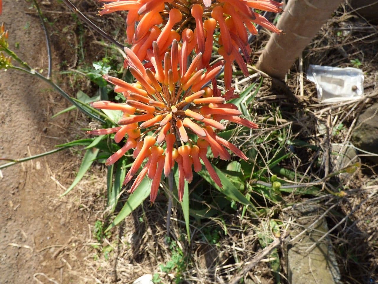 Aloe purpurea