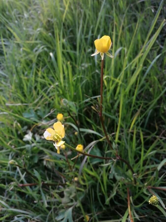 Ranunculus granatensis