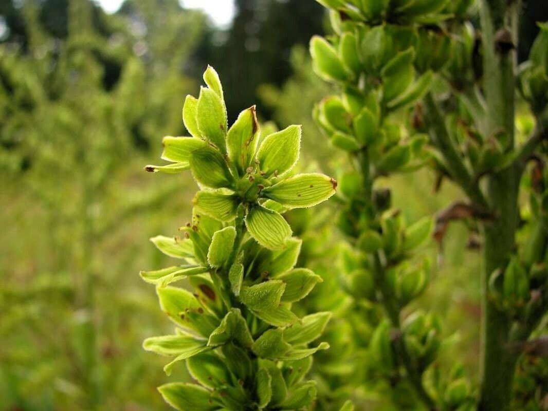 Veratrum viride