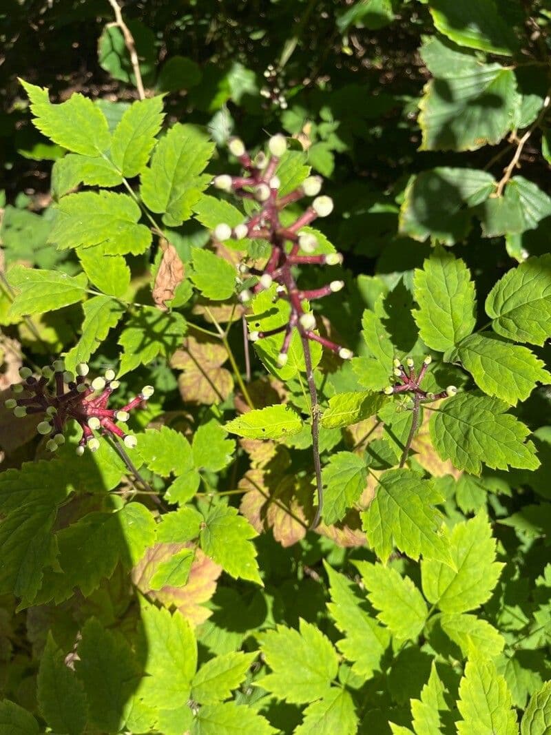 Actaea pachypoda