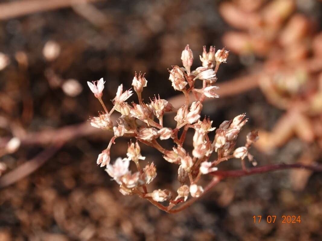 Sedum rubens