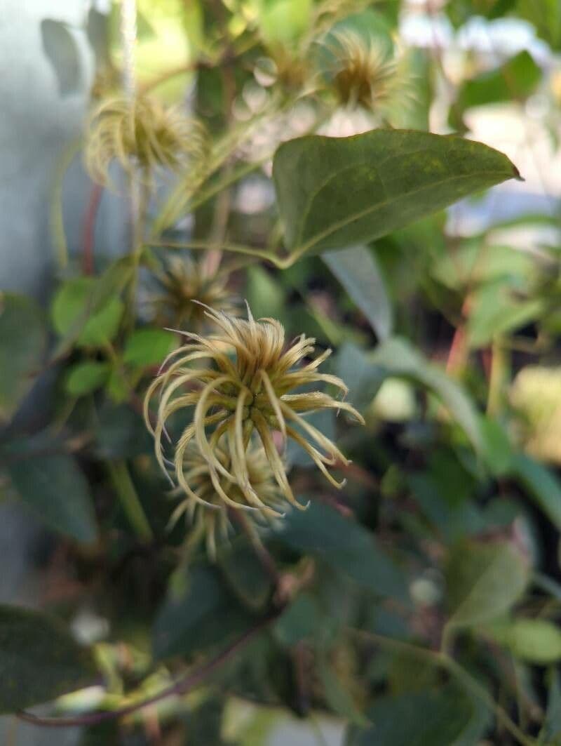 Clematis texensis