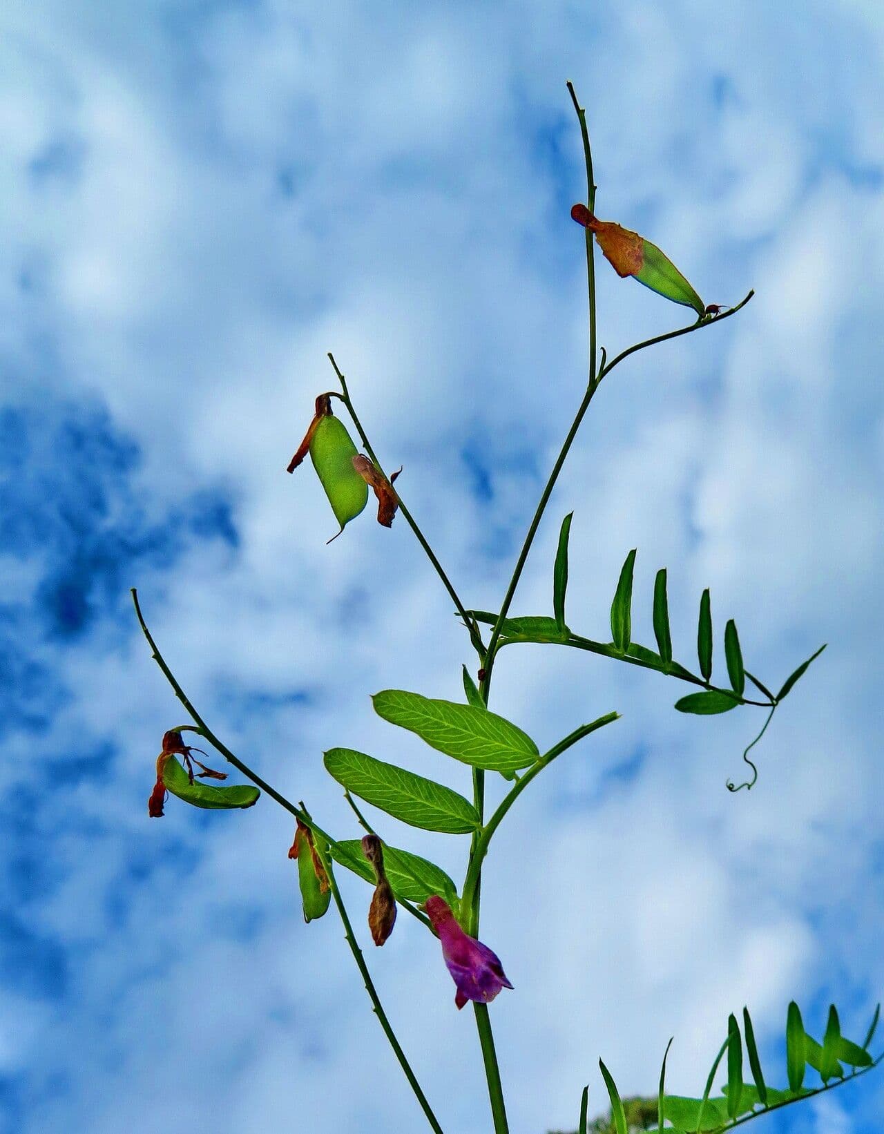 Vicia cassubica