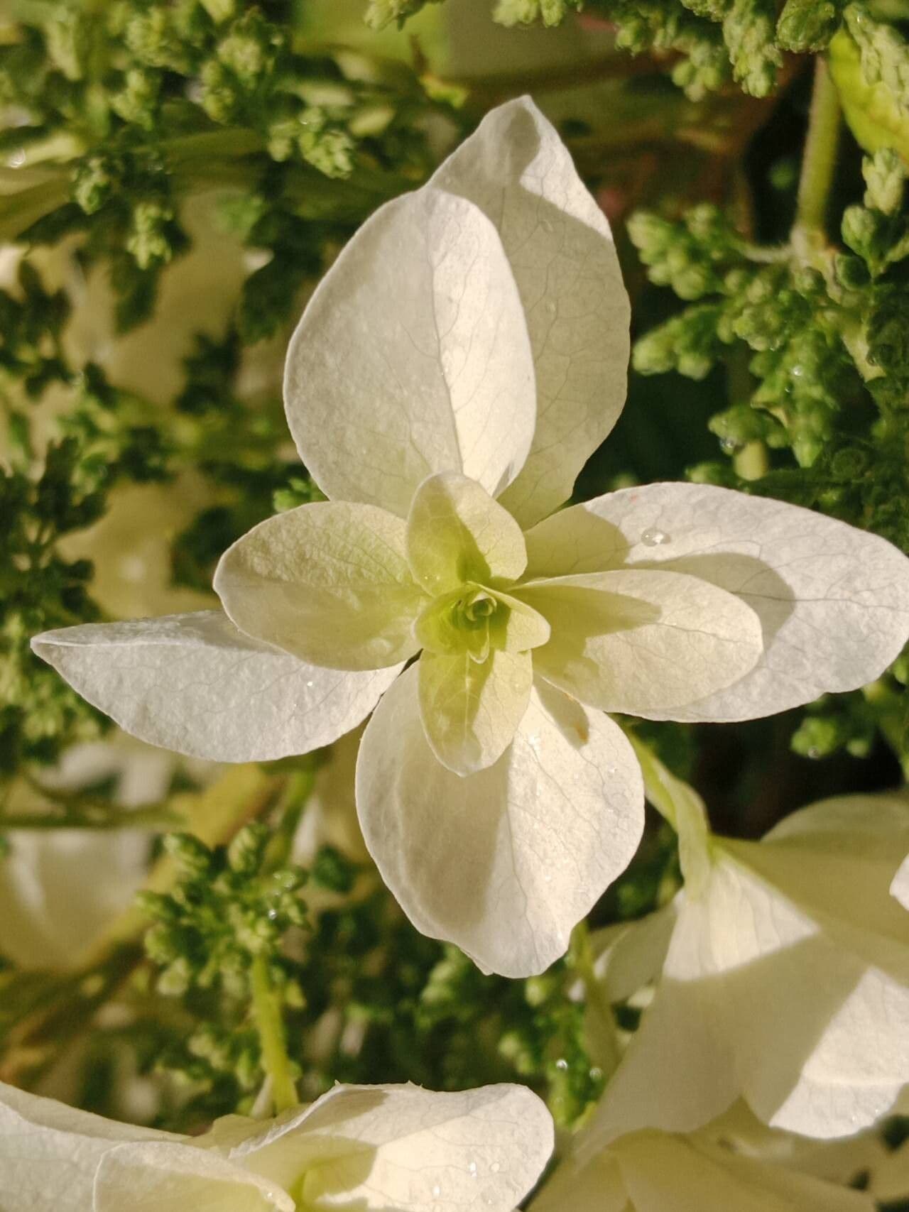 Hydrangea quercifolia