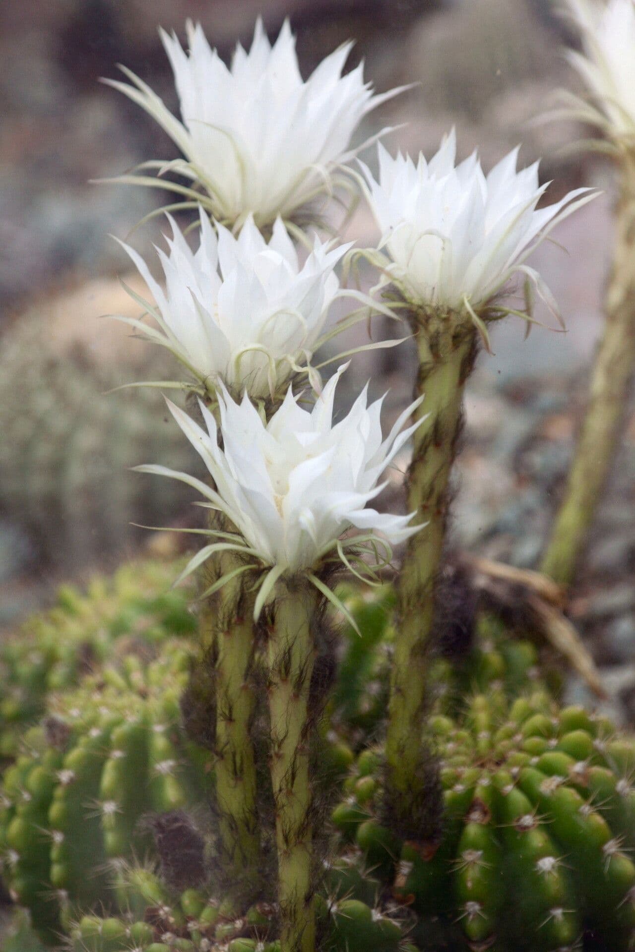 Echinopsis calochlora