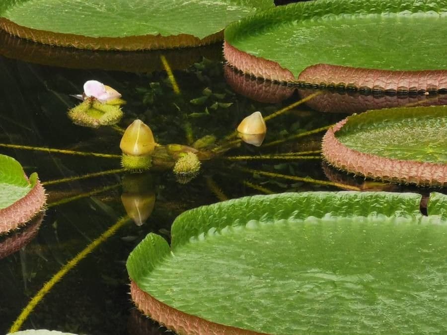 Victoria cruziana