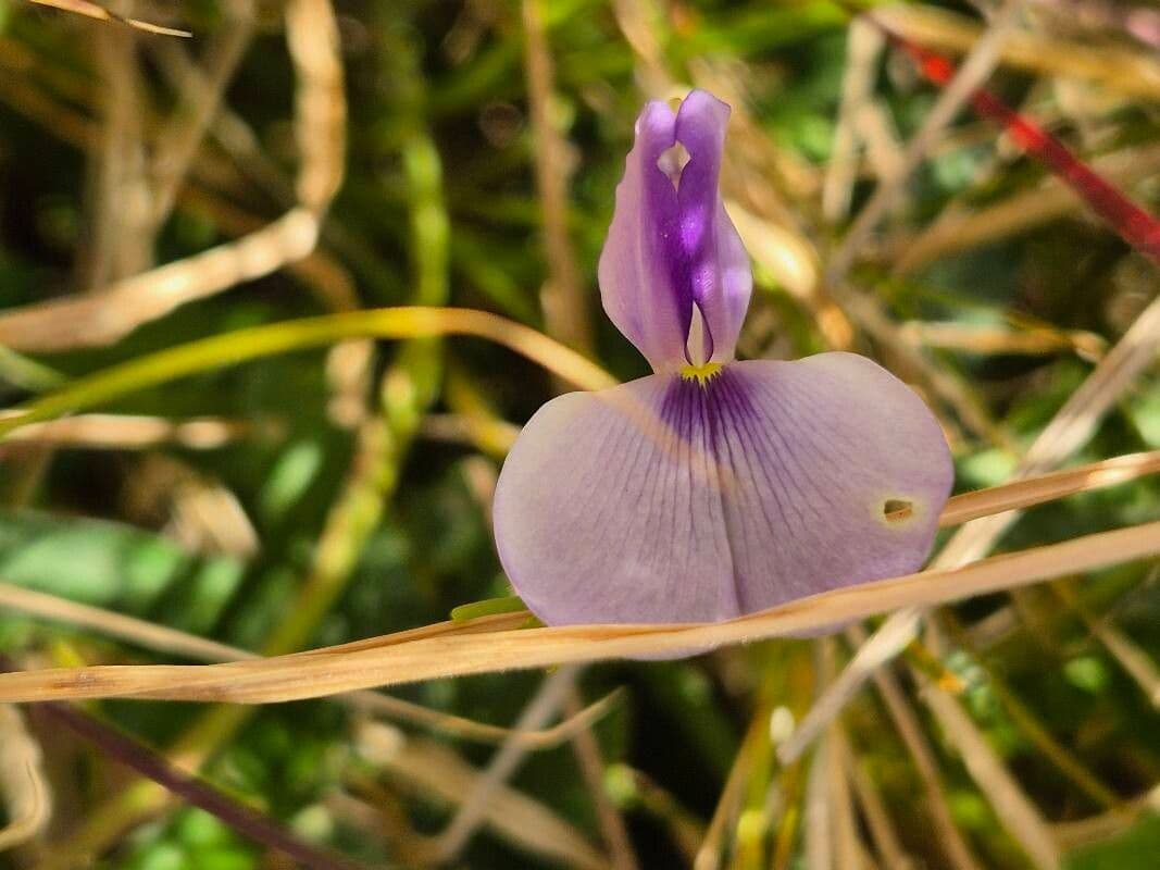 Vigna frutescens