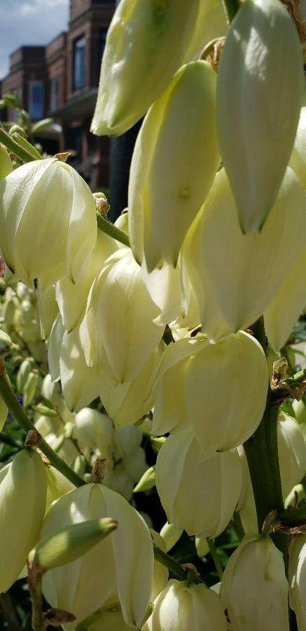 Yucca baccata