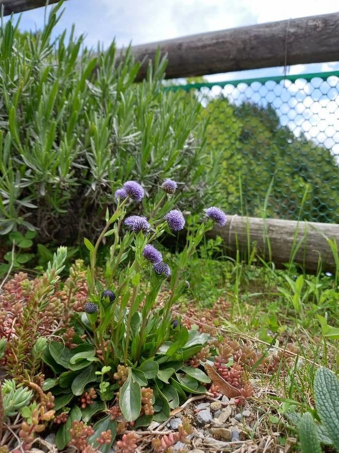 Globularia vulgaris