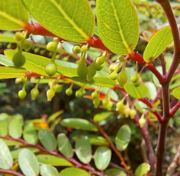 Phyllanthus bourgeoisii