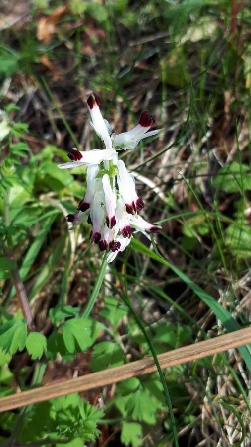 Fumaria bastardii