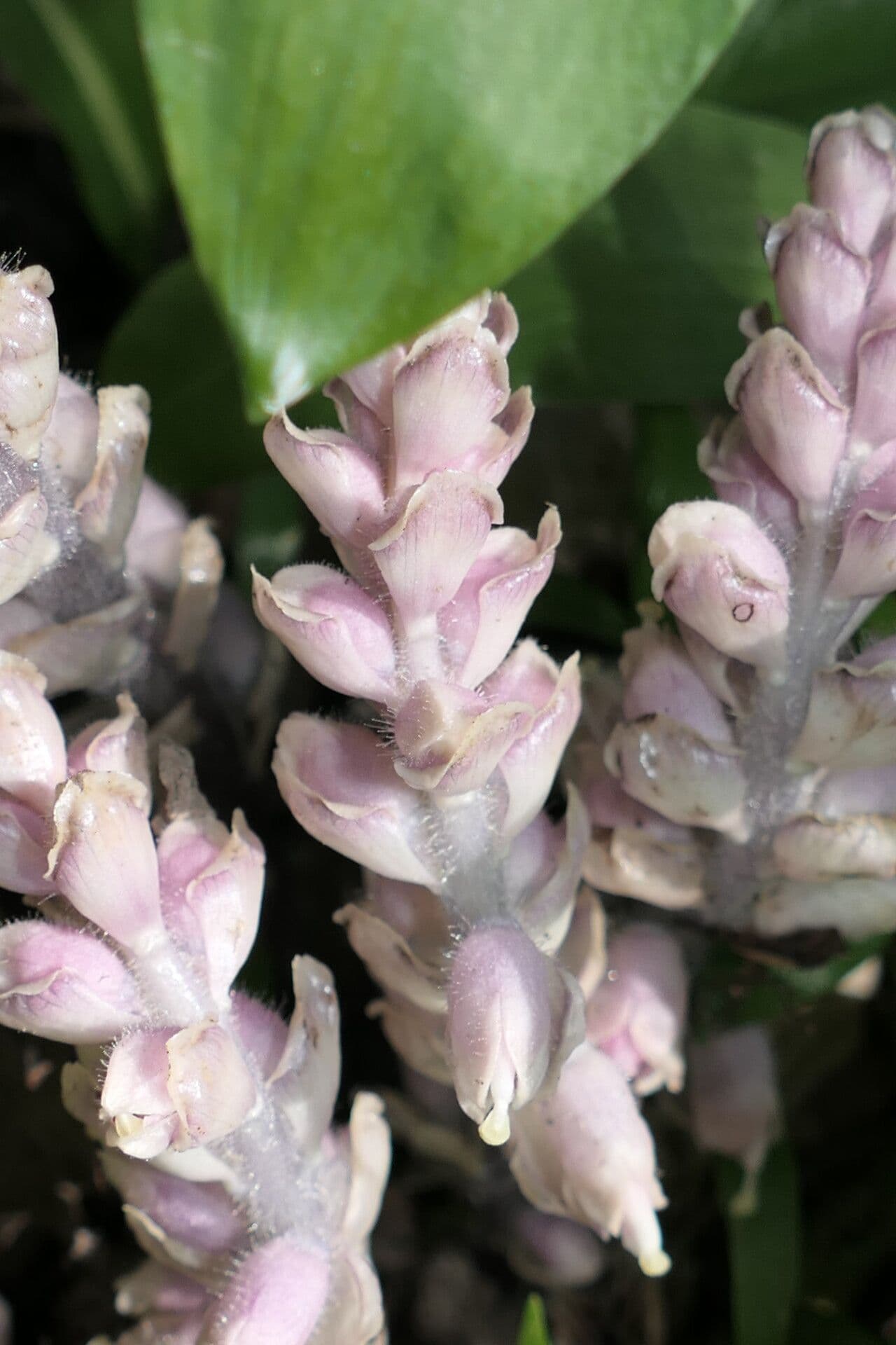 Lathraea squamaria