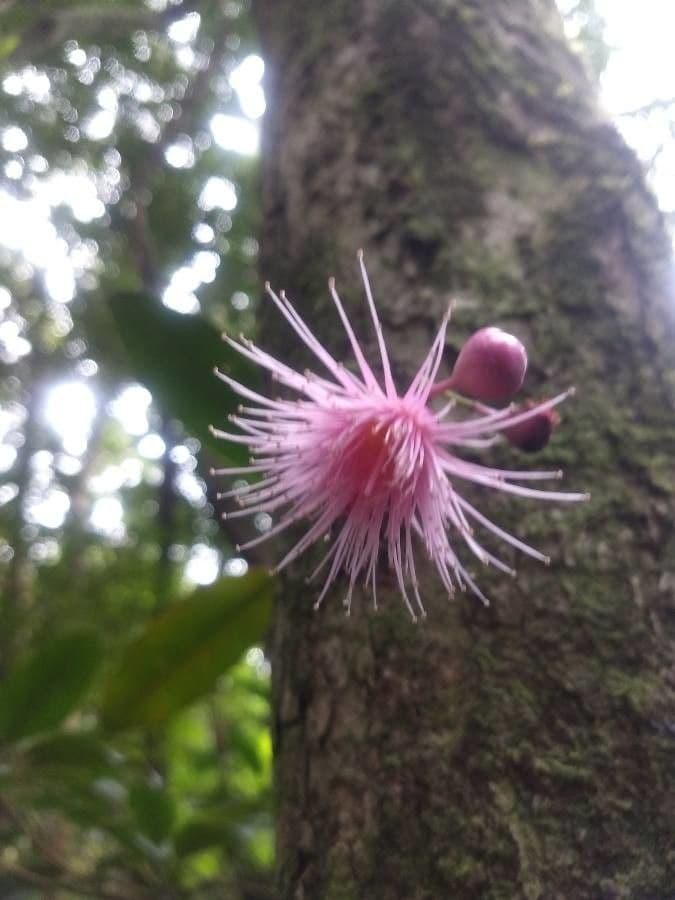 Syzygium cymosum