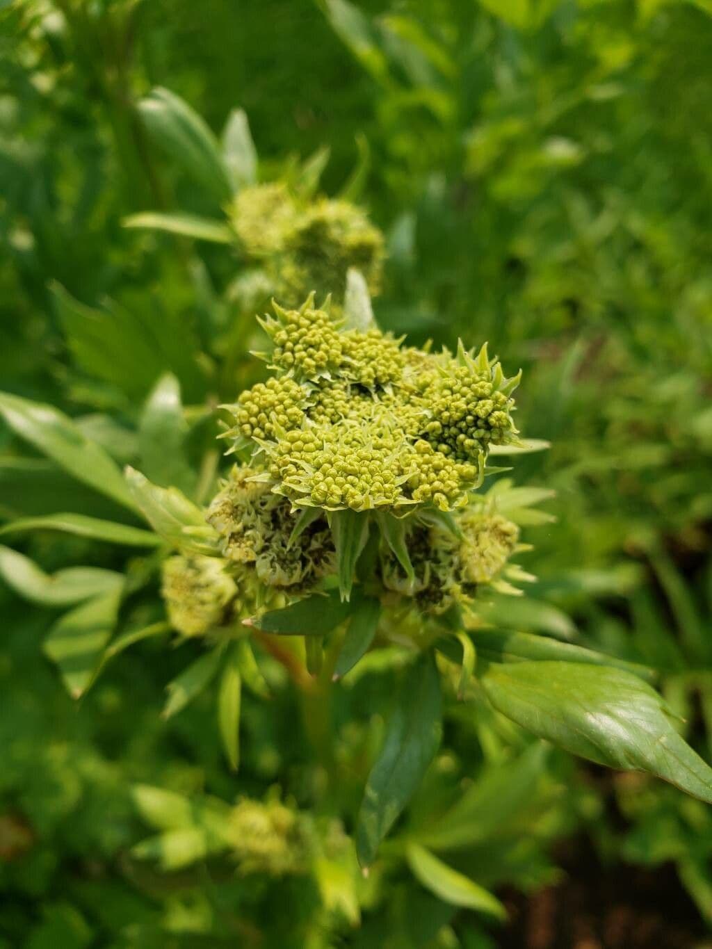 Levisticum officinale