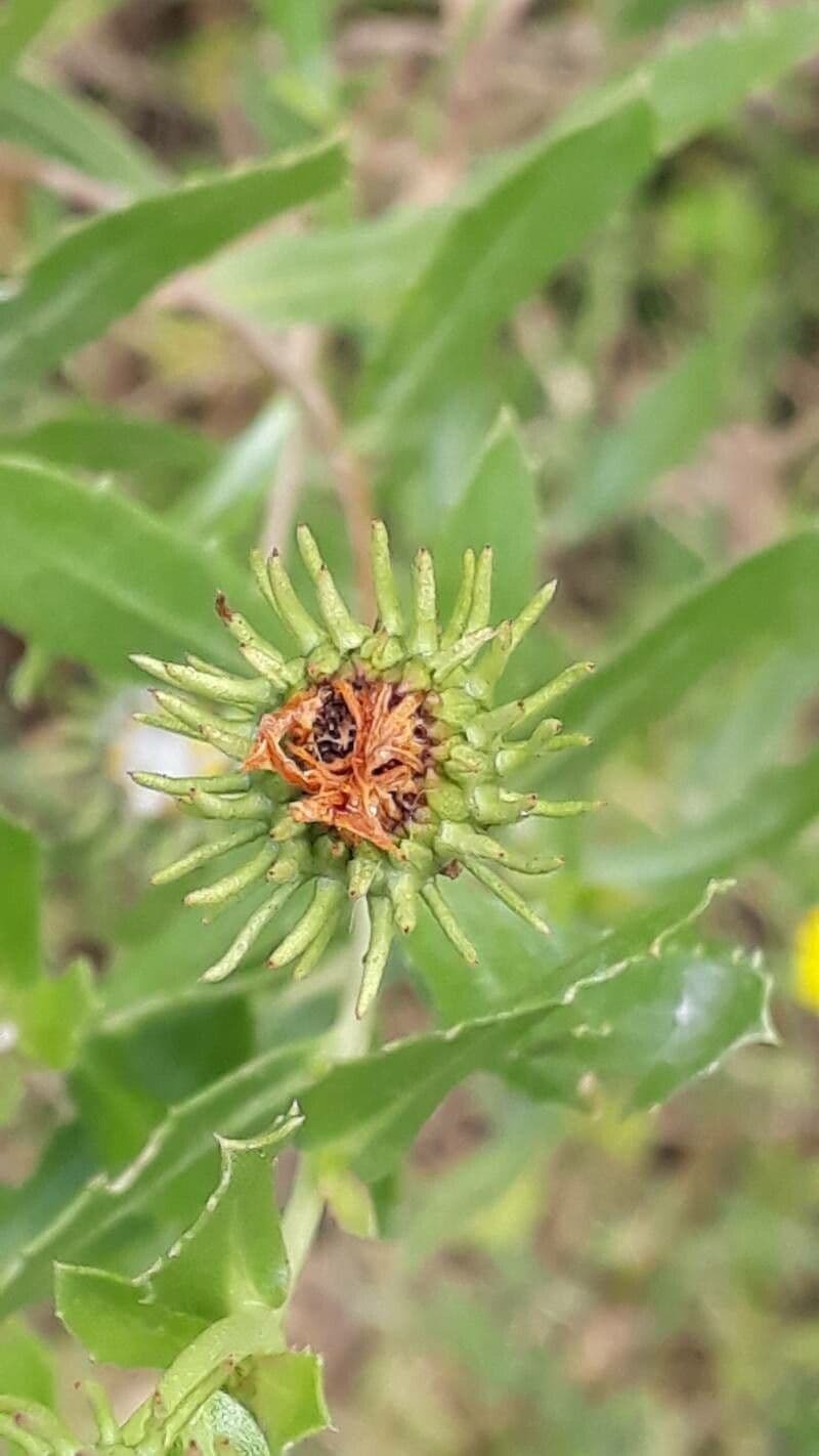 Grindelia squarrosa