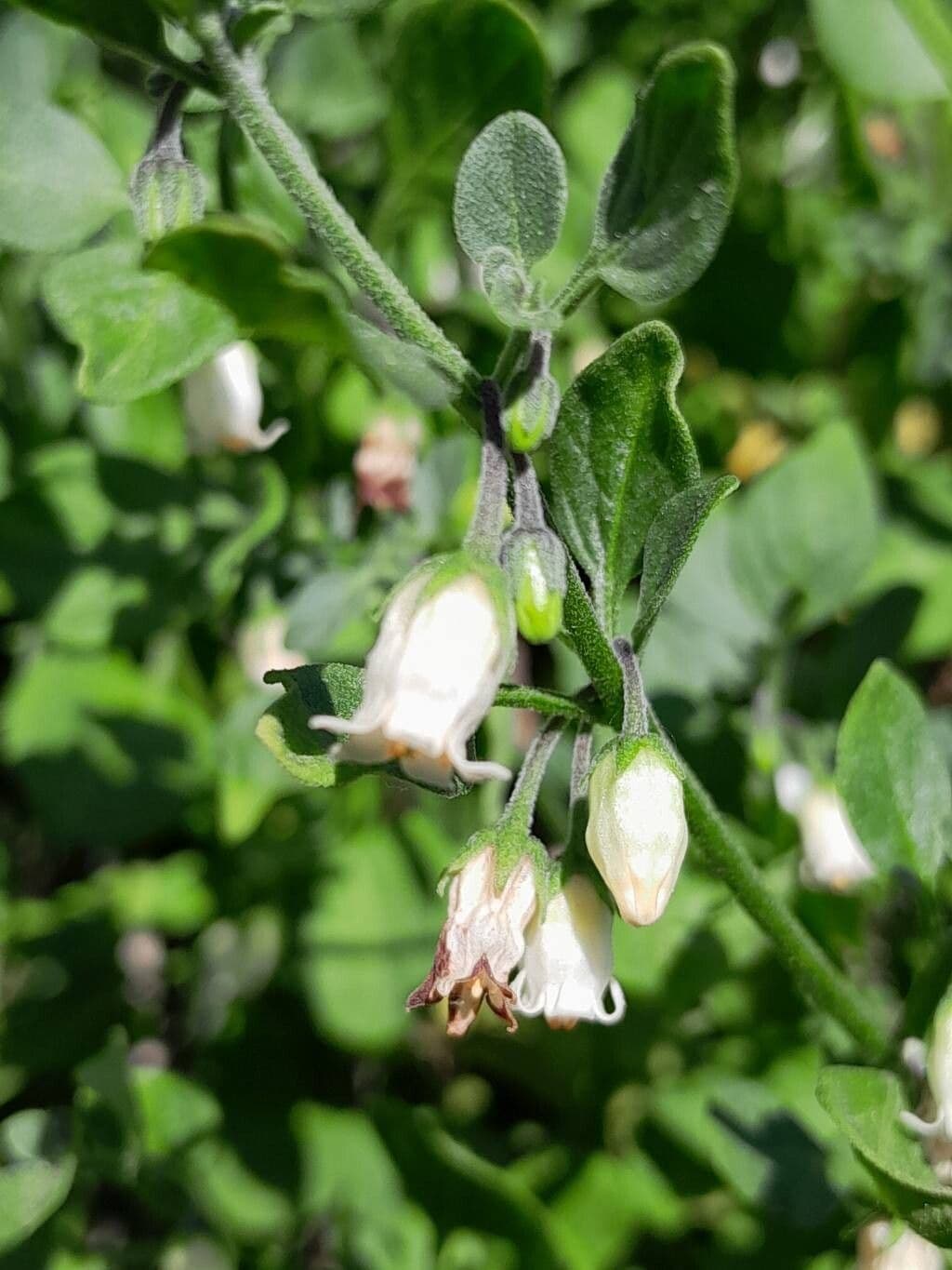 Salpichroa origanifolia