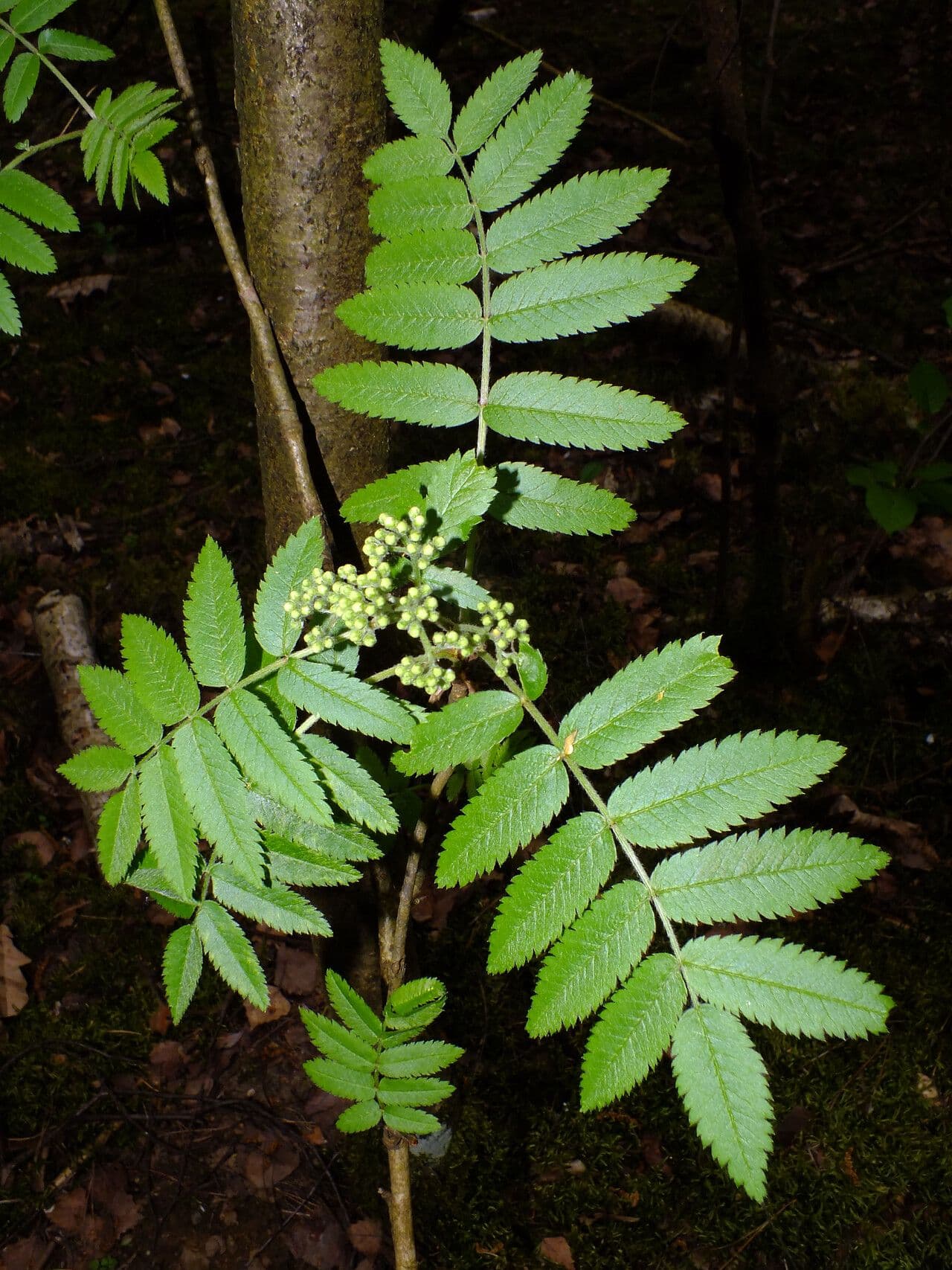 Sorbus aucuparia