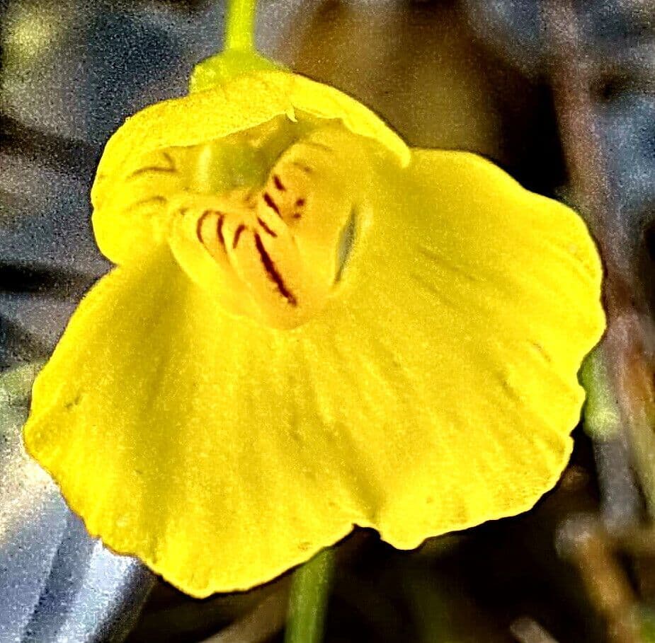 Utricularia intermedia