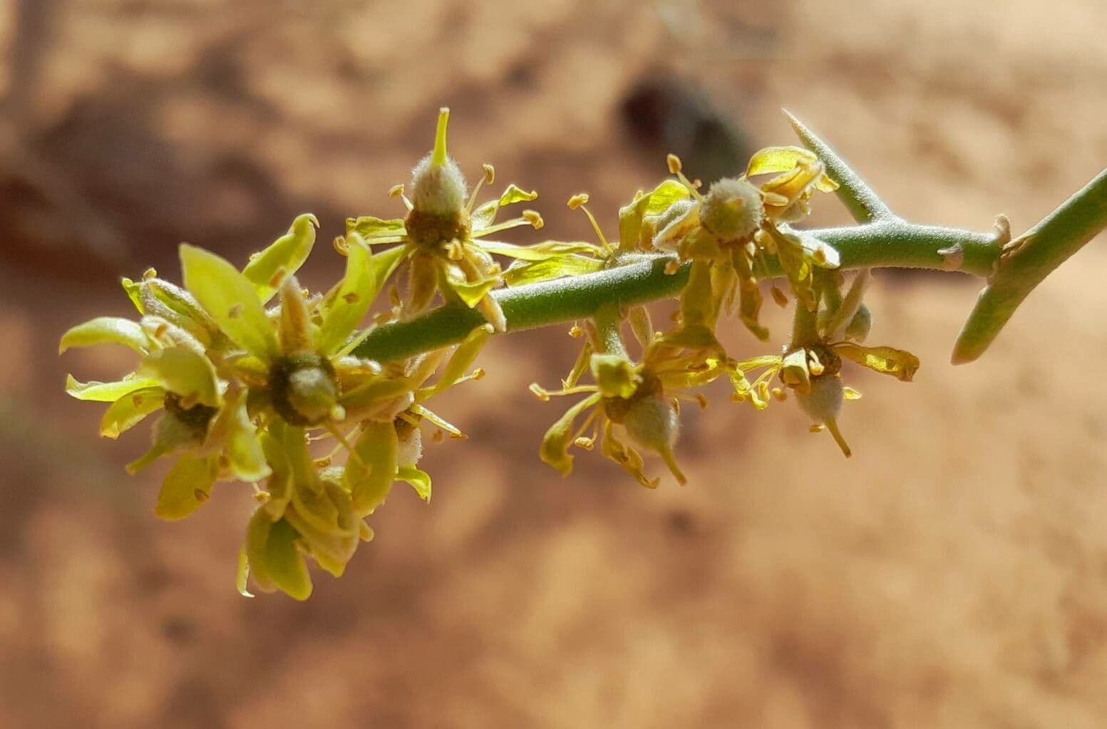 Balanites aegyptiaca