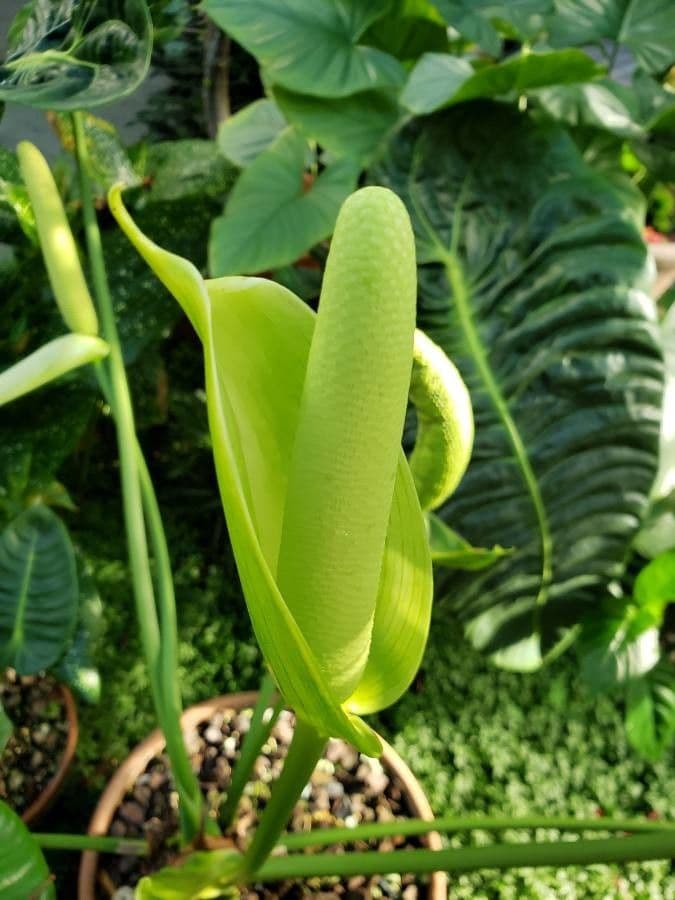 Anthurium veitchii