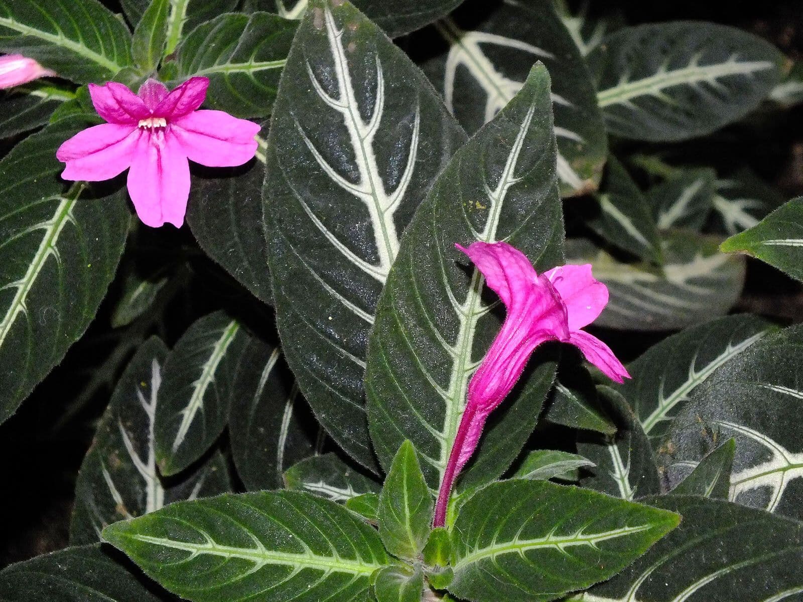 Ruellia makoyana