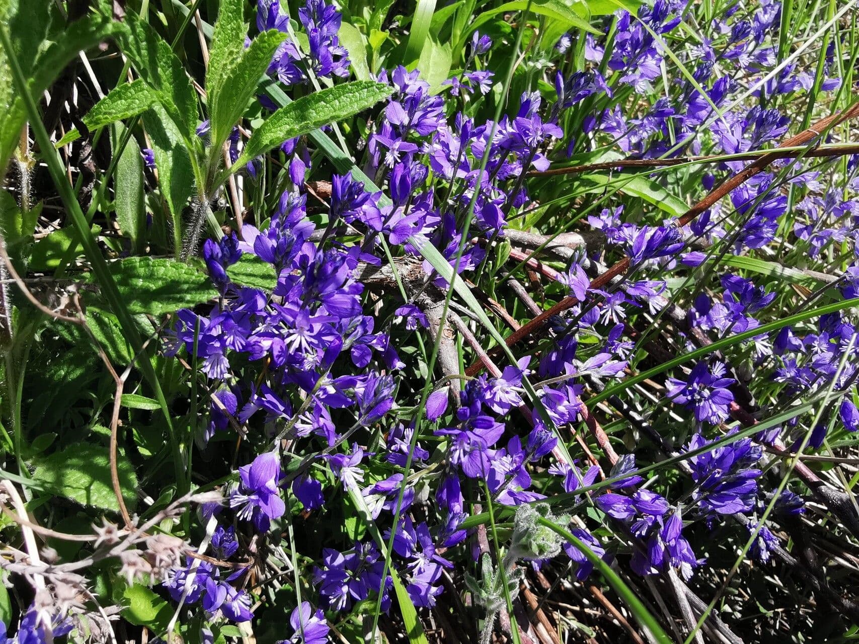 Polygala alpina