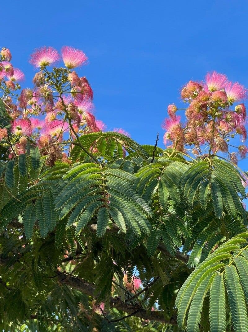 Albizia julibrissin