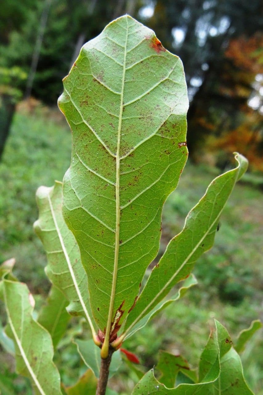 Quercus geminata