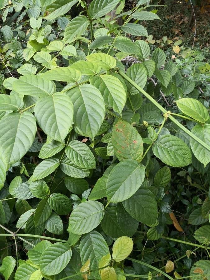 Uncaria macrophylla