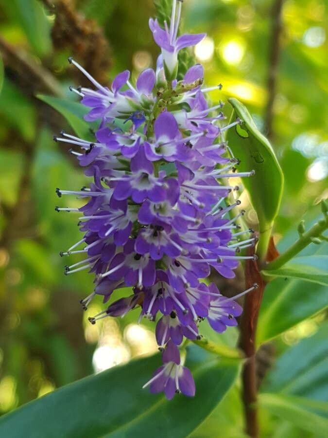 Veronica salicifolia