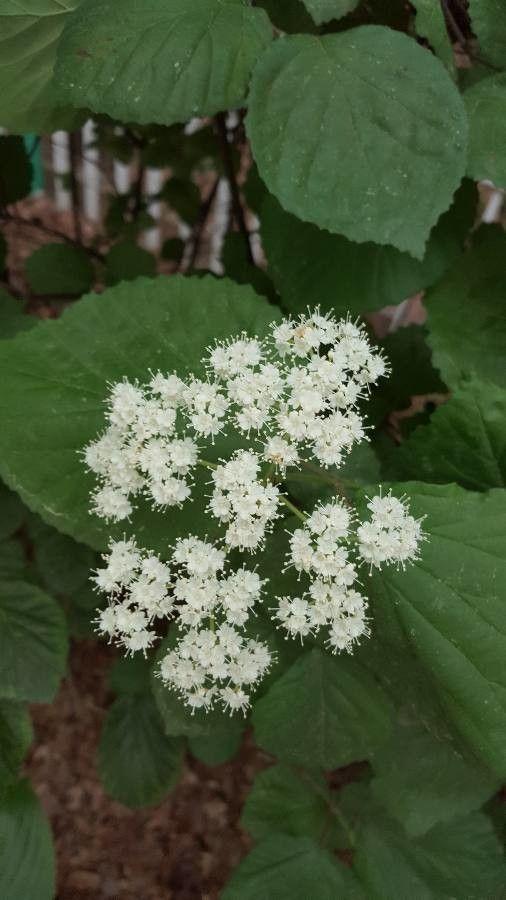 Viburnum recognitum