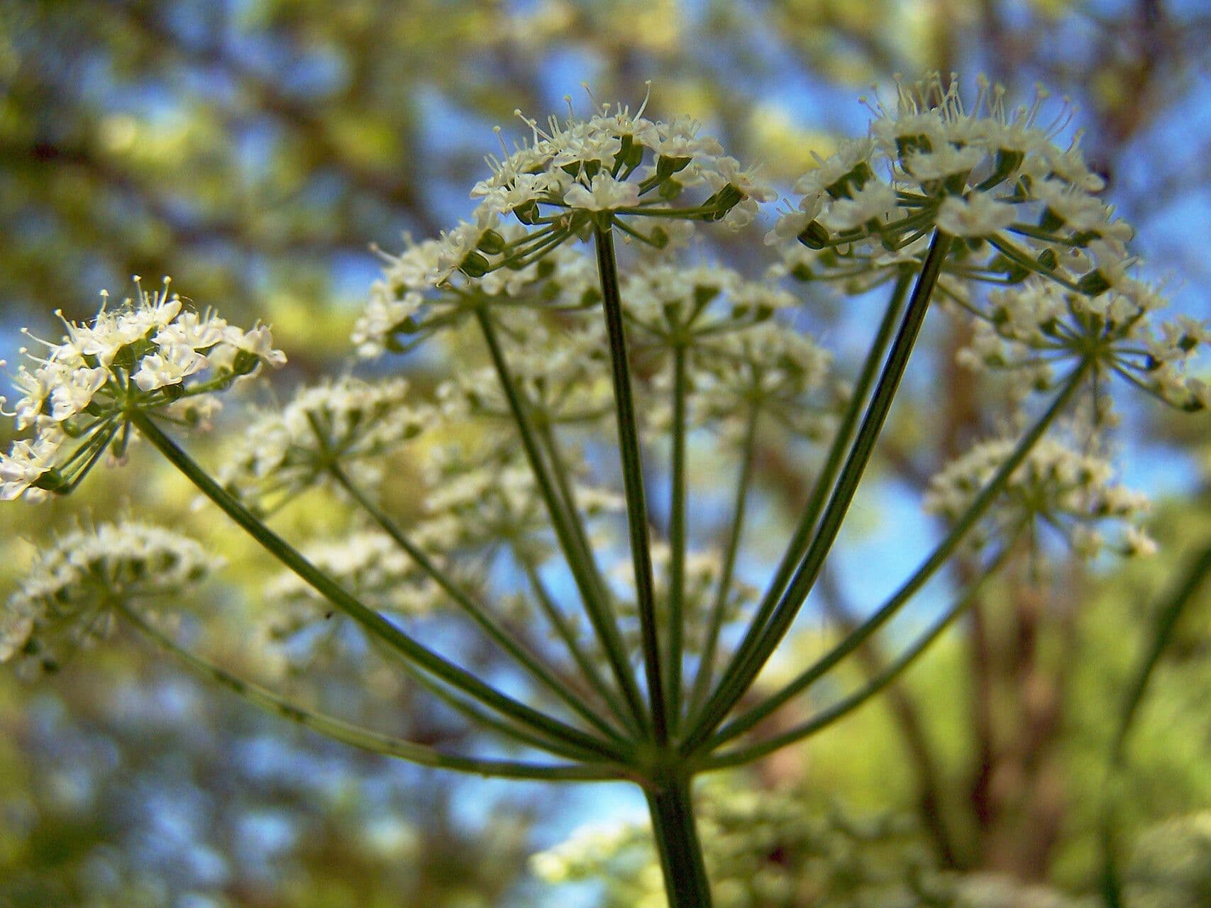 Bunium bulbocastanum