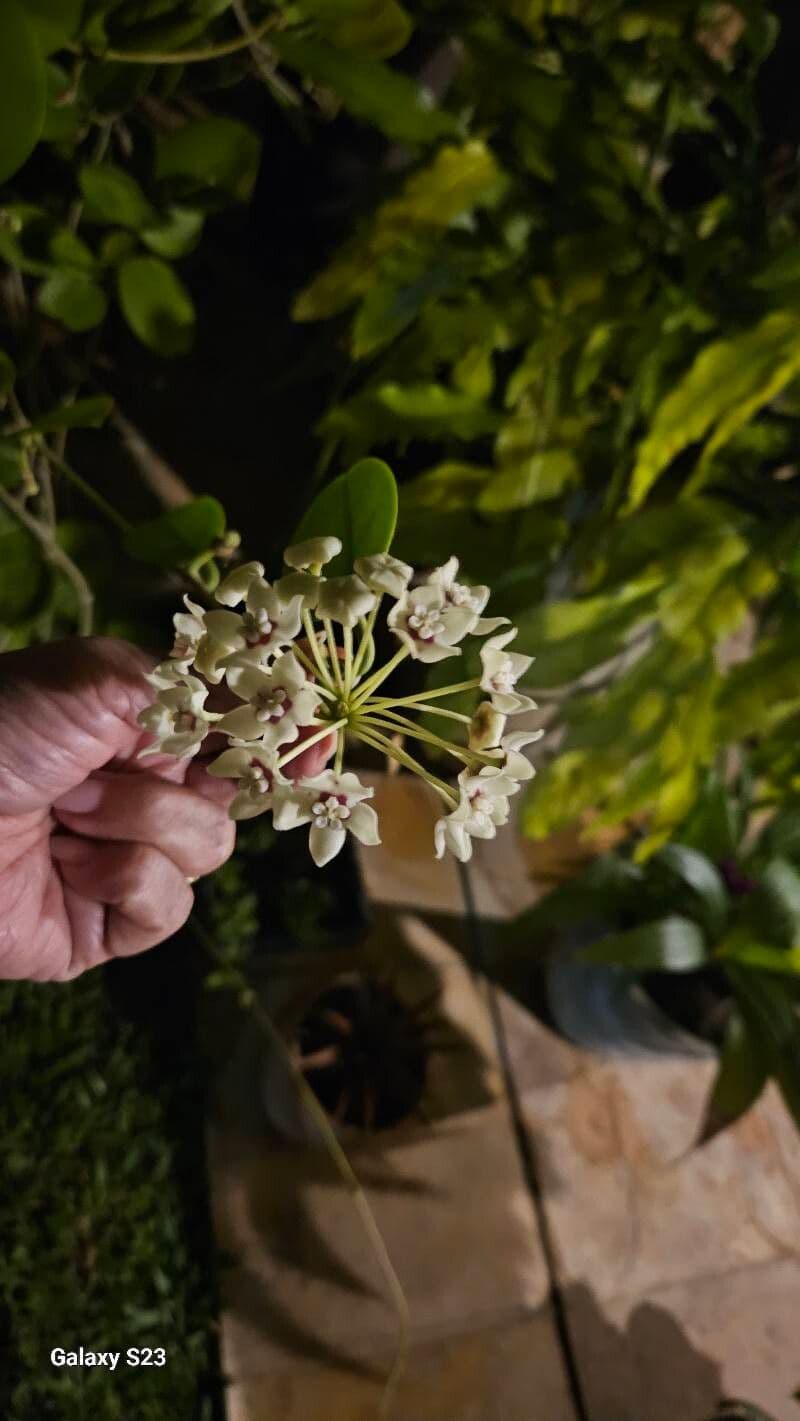 Hoya australis