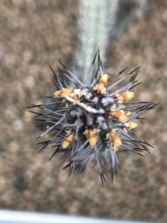 Euphorbia baioensis