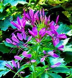 Cleome spinosa