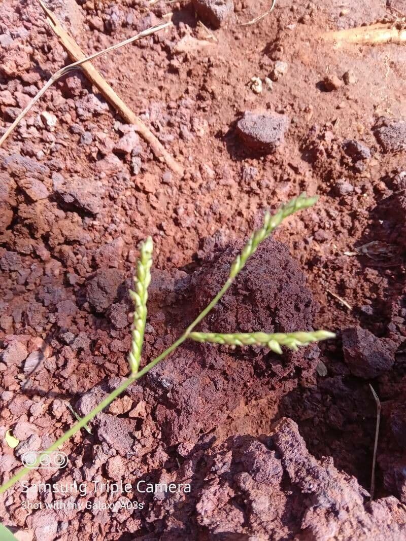 Urochloa panicoides