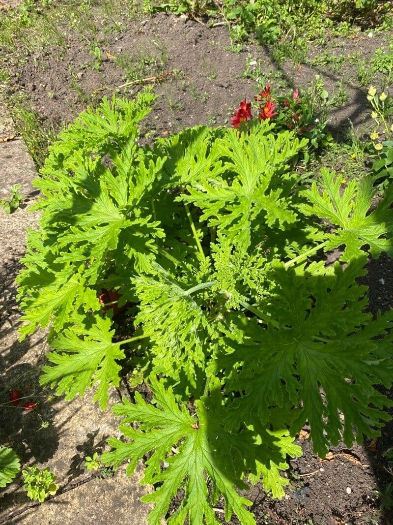 Citronella costaricensis