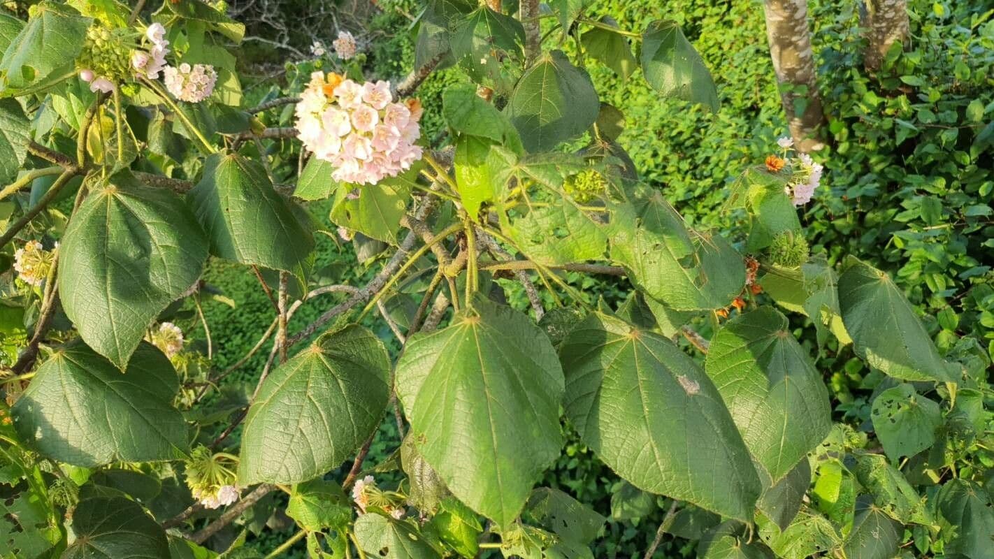Dombeya pilosa
