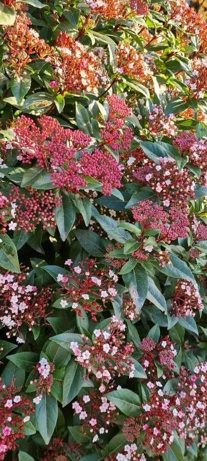 Viburnum tinus